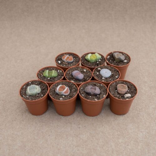 Set 10 Lithops assortiti Ø 5,5 cm