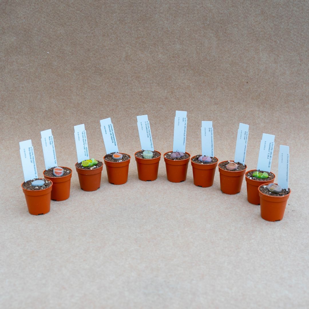 Collezione Lithops 10 piante