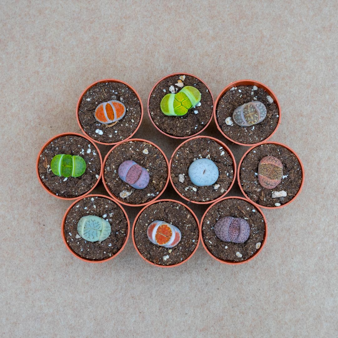 Collezione Lithops 10 piante