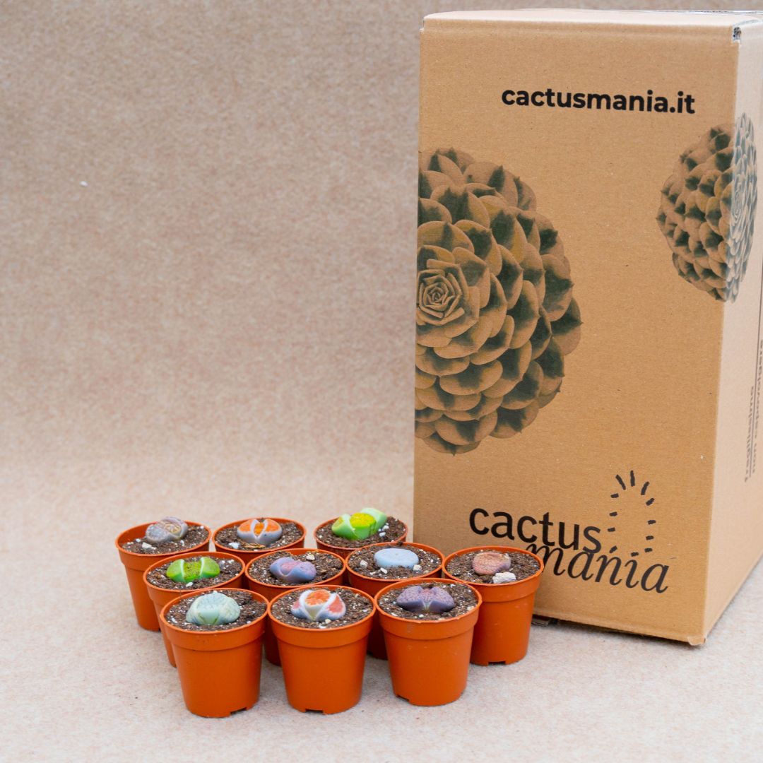 Collezione Lithops 10 piante