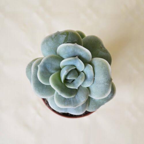 Echeveria Lovely Rose vaso 5,5