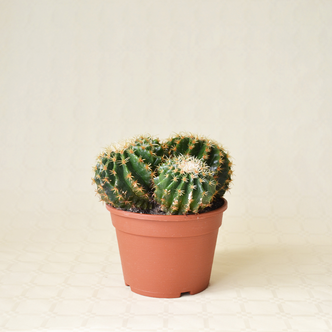 Echinocactus grusonii intermedius uncinatus vaso Ø 16