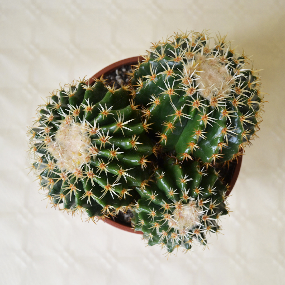 Echinocactus grusonii intermedius uncinatus vaso Ø 16