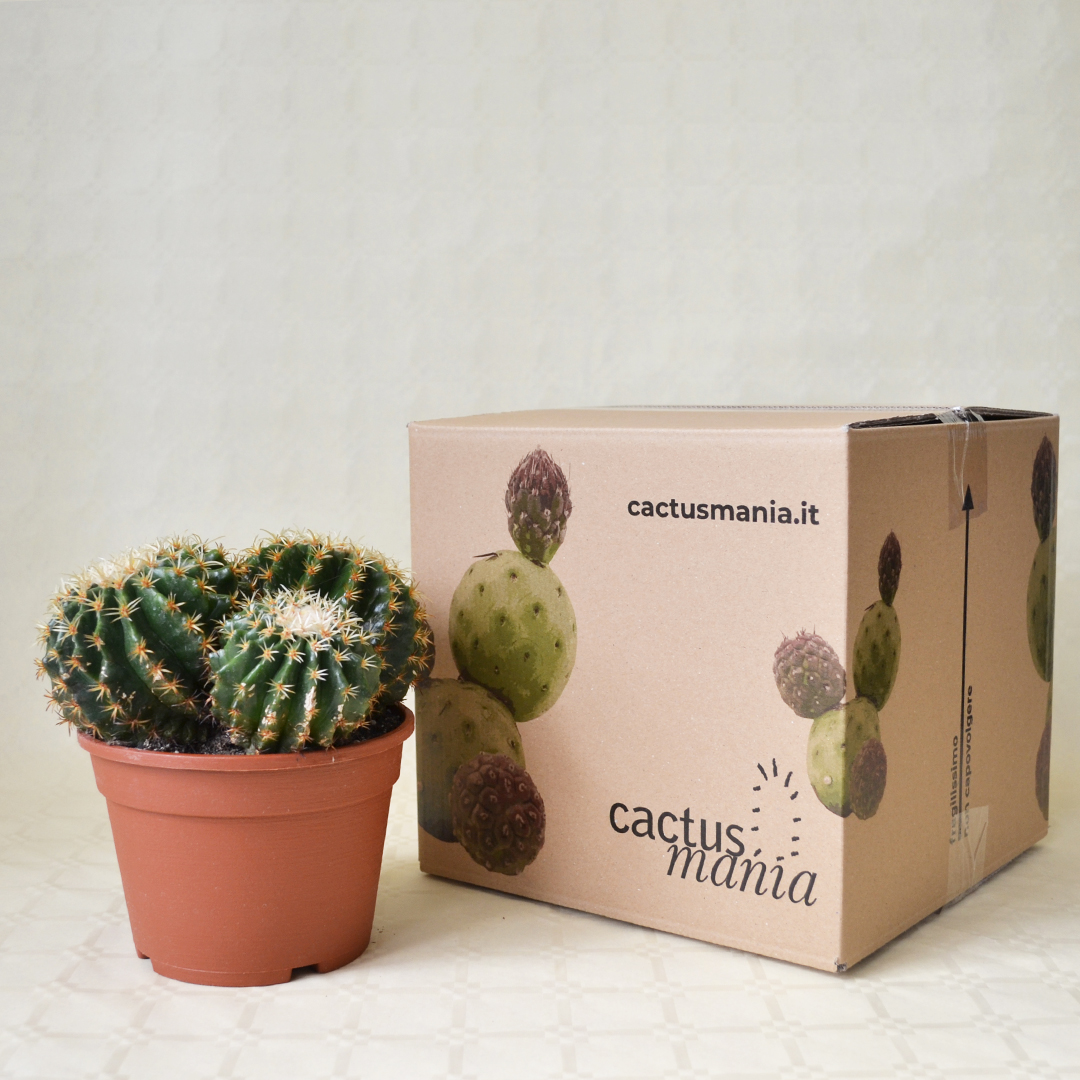 Echinocactus grusonii intermedius uncinatus vaso Ø 16