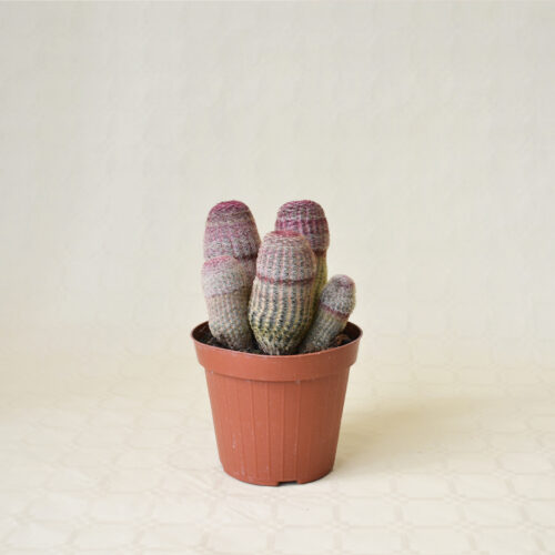 Echinocereus rigidissimus Rubrispinus vaso Ø 14