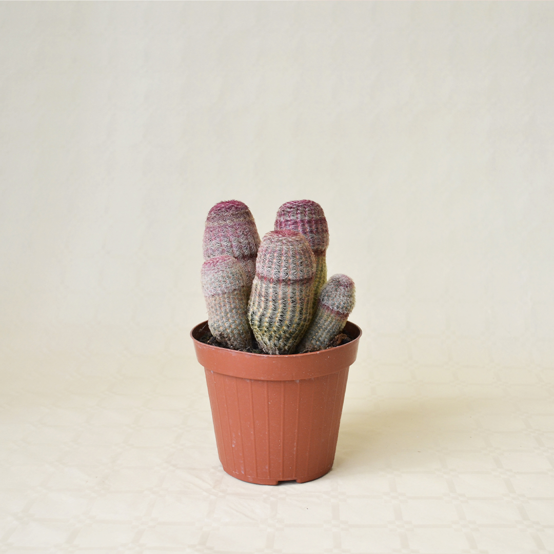 Echinocereus rigidissimus Rubrispinus vaso Ø 14