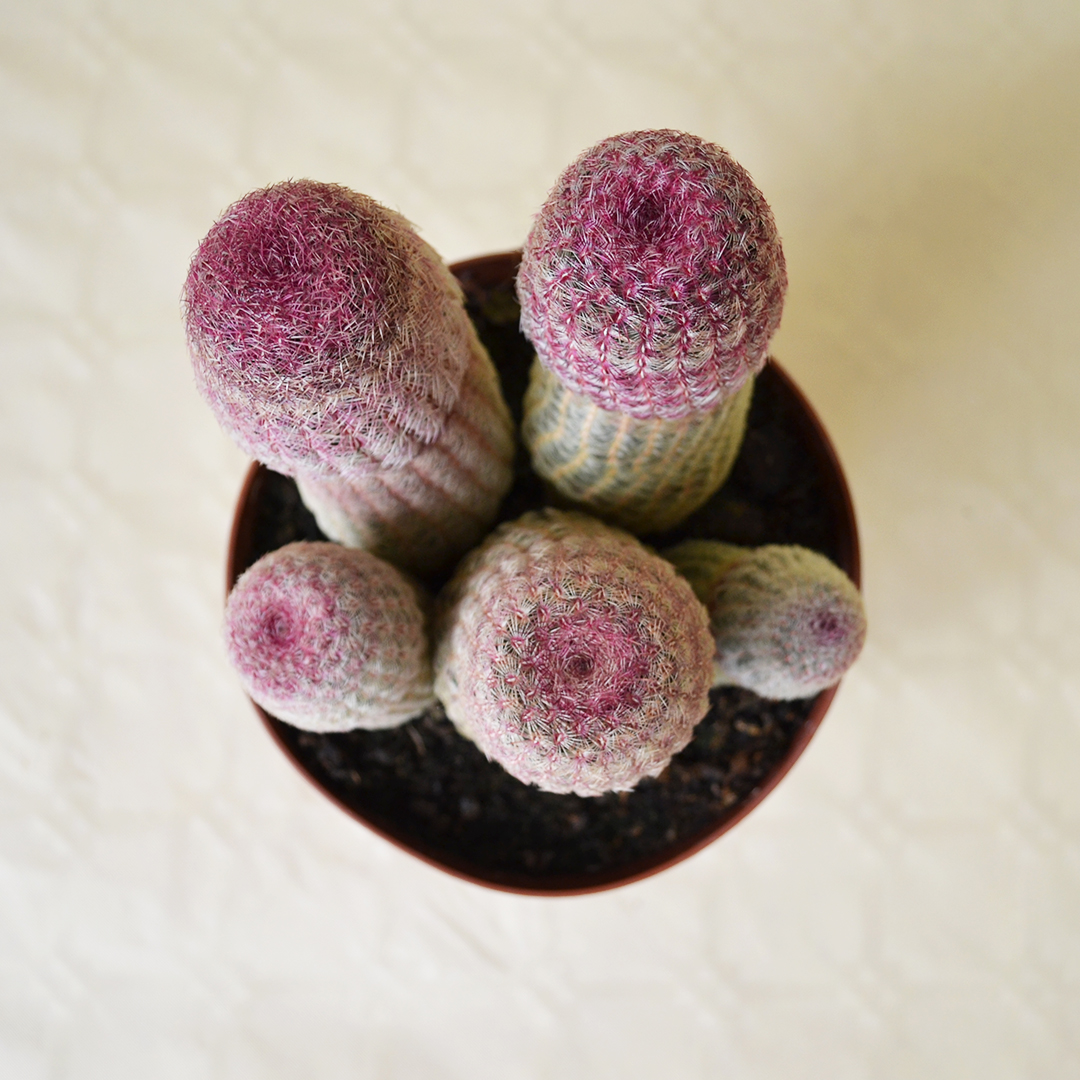 Echinocereus rigidissimus Rubrispinus vaso Ø 14