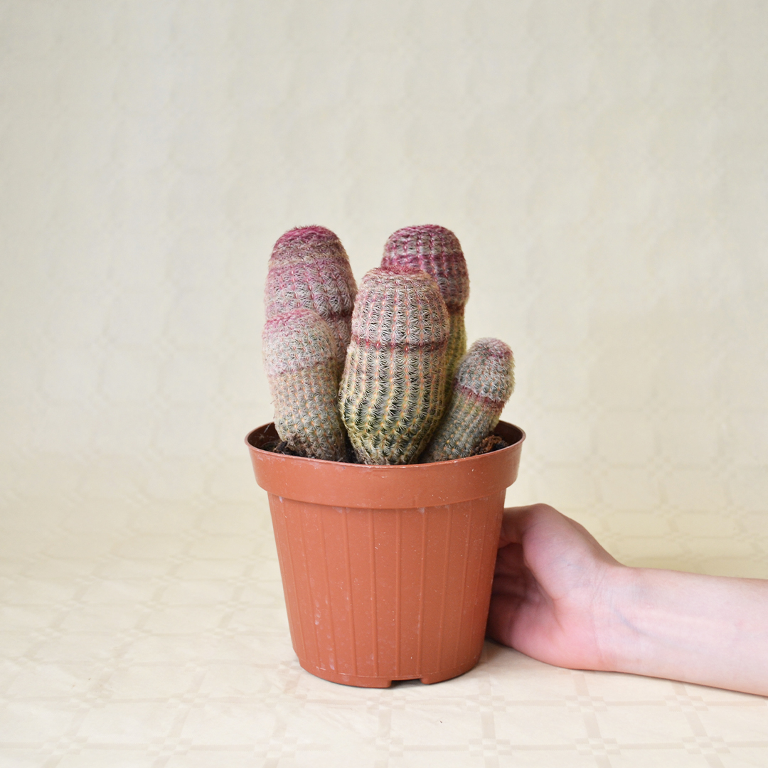 Echinocereus rigidissimus Rubrispinus vaso Ø 14