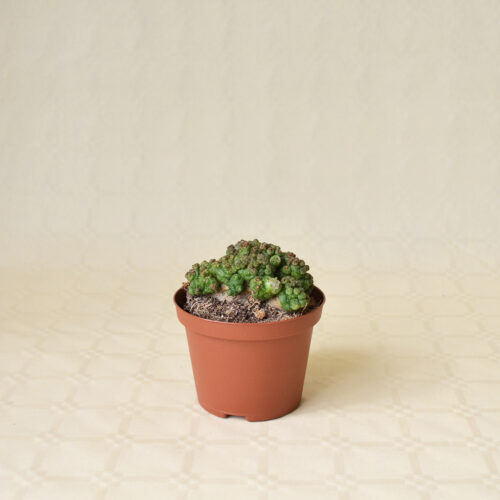 Mammillaria bocasana Fred vaso Ø 10,5