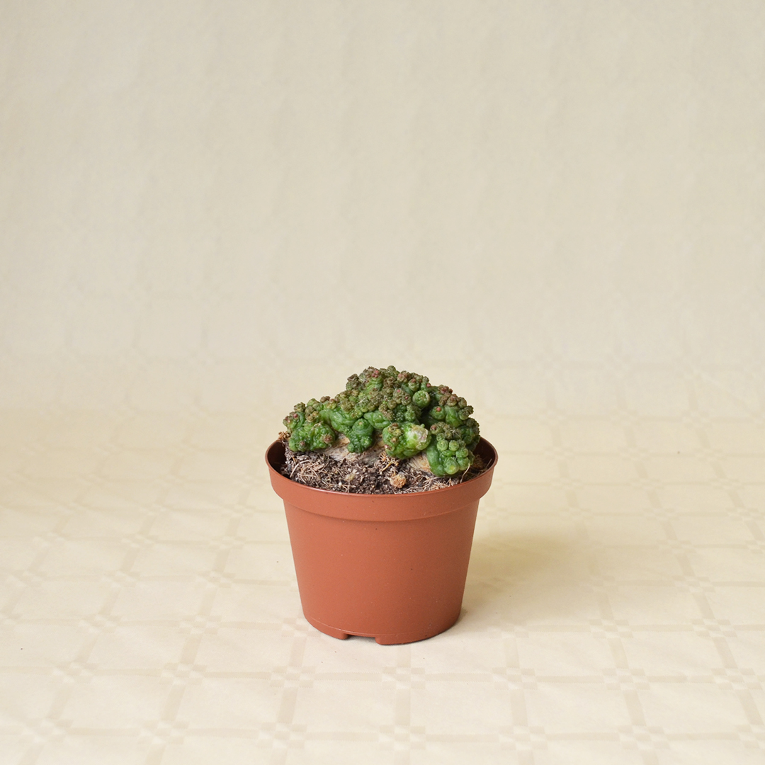 Mammillaria bocasana Fred vaso Ø 10,5