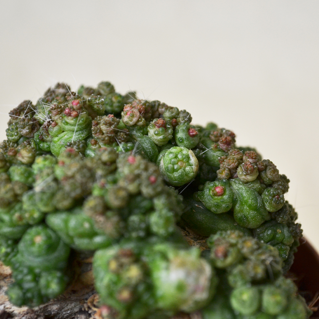 Mammillaria bocasana Fred vaso Ø 10,5
