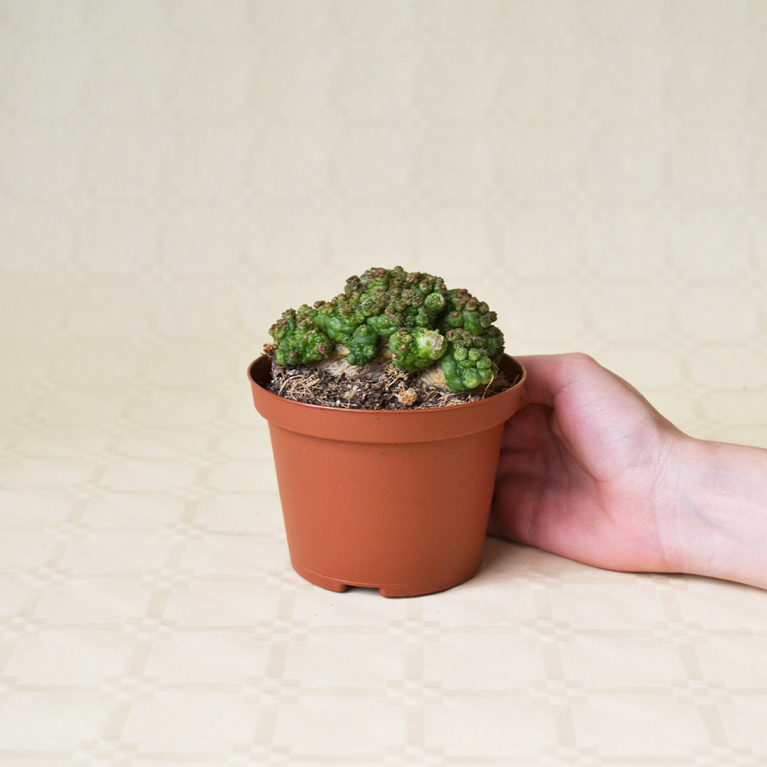 Mammillaria bocasana Fred vaso Ø 10,5