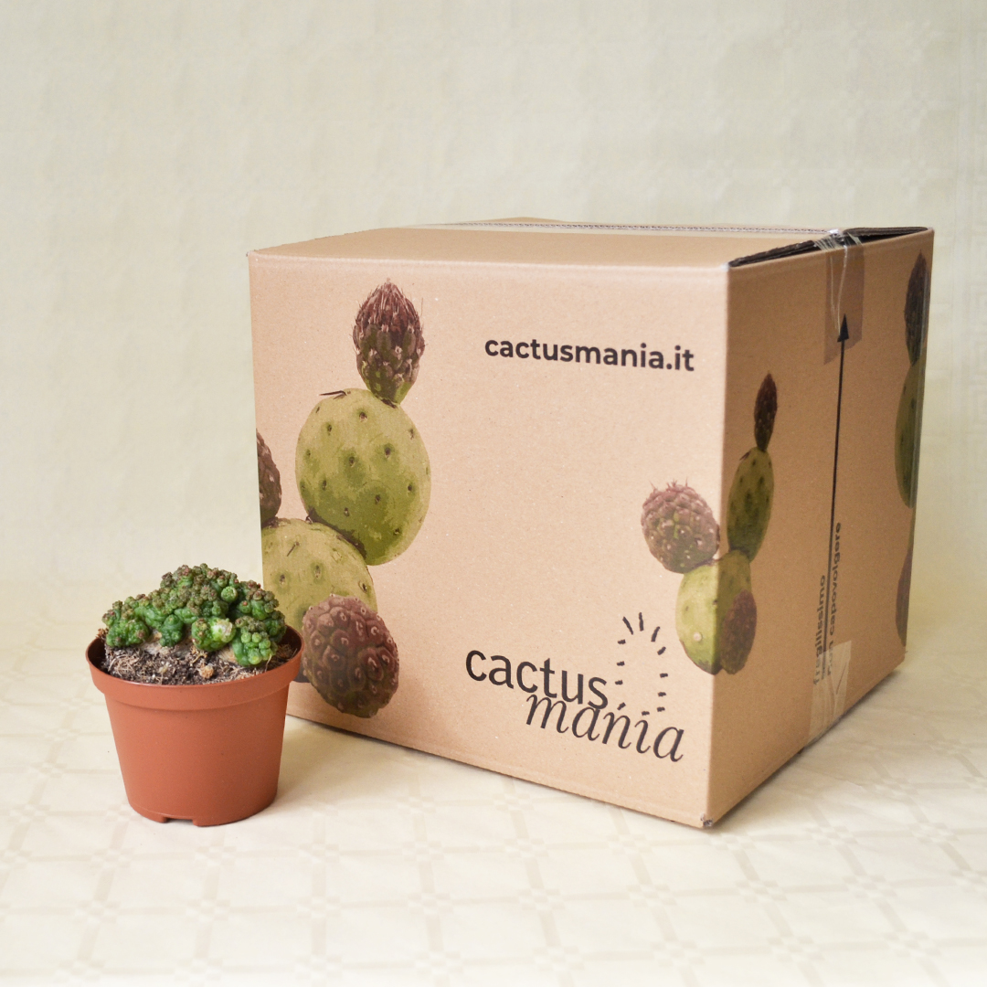 Mammillaria bocasana Fred vaso Ø 10,5