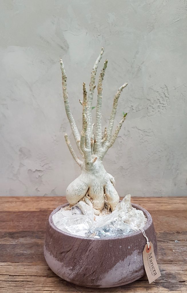 Adenium riposo vegetativo Adenium riposo vegetativo