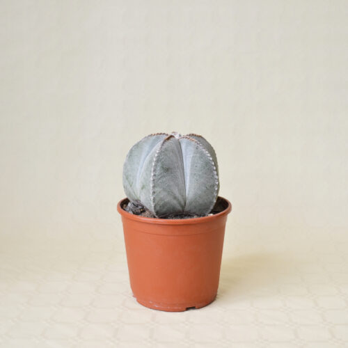 Astrophytum myriostigma