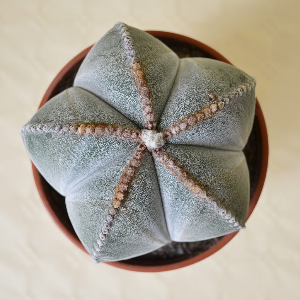 Astrophytum myriostigma Astrophytum myriostigma