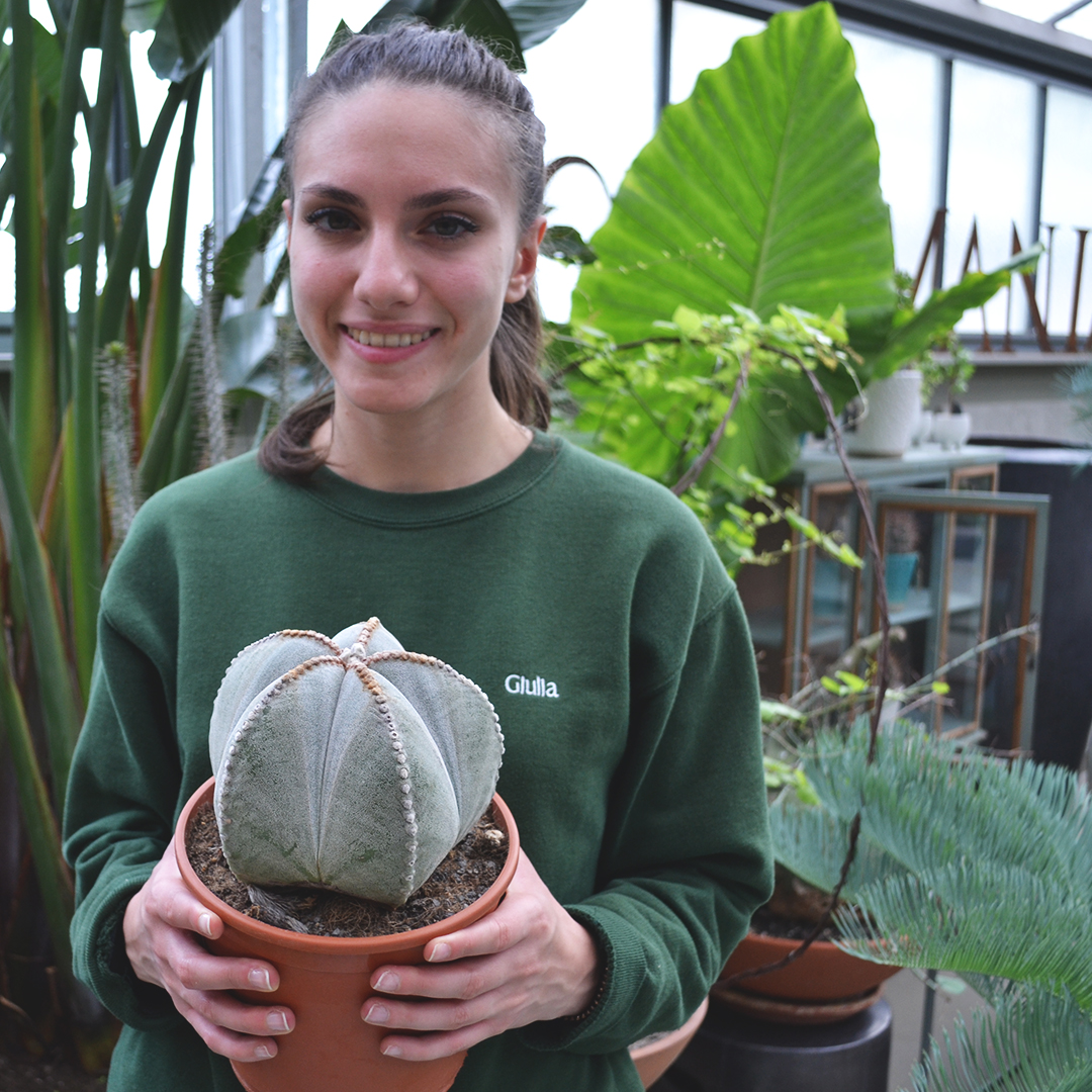 Astrophytum myriostigma vaso Ø 17 - immagine 3