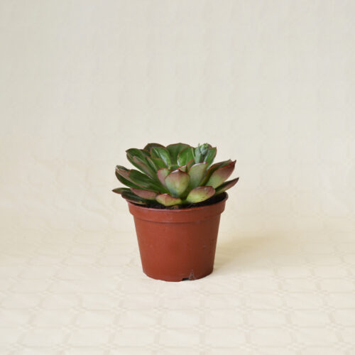 Echeveria Salsa Verde Ø 13 cm