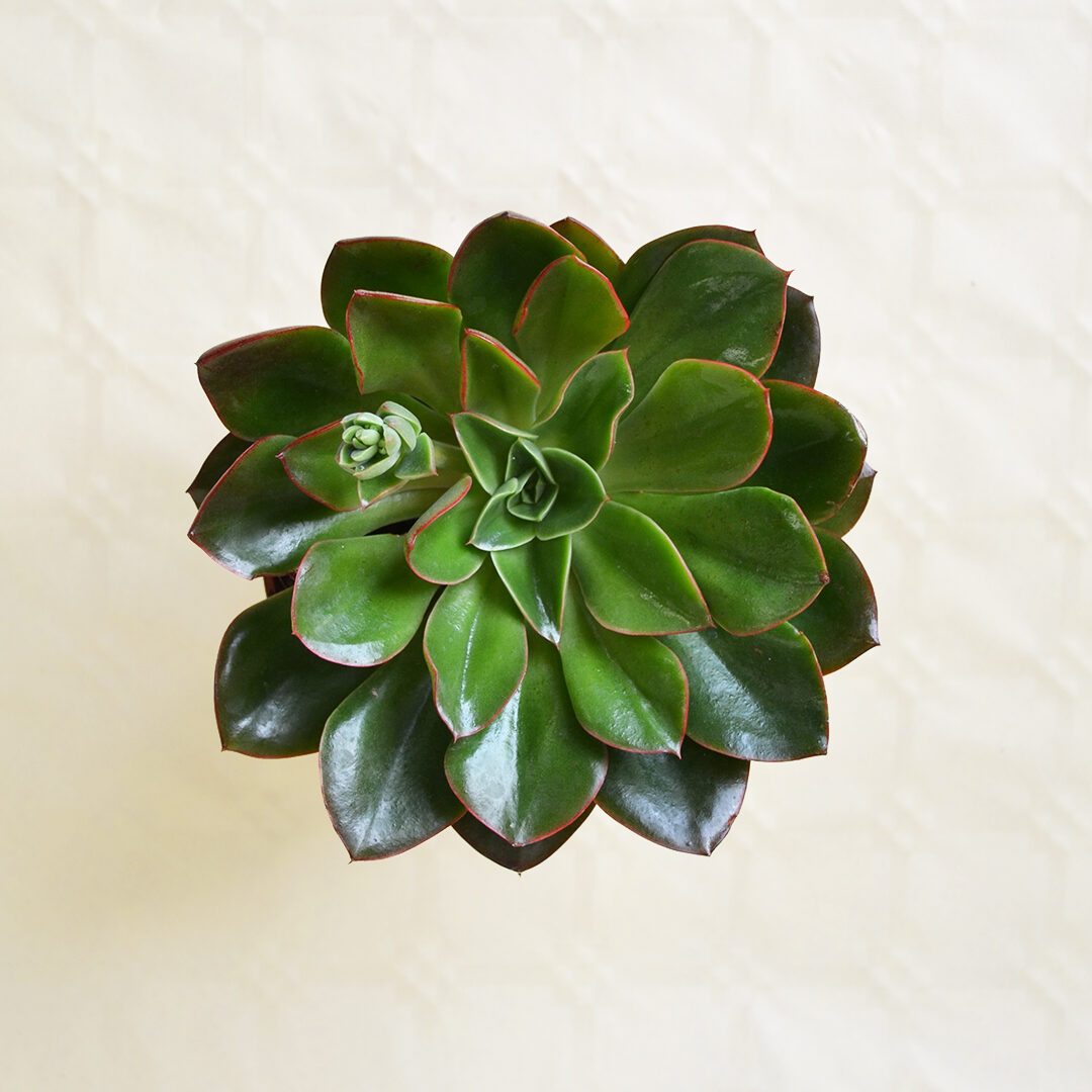 Echeveria Salsa Verde Ø 13 cm