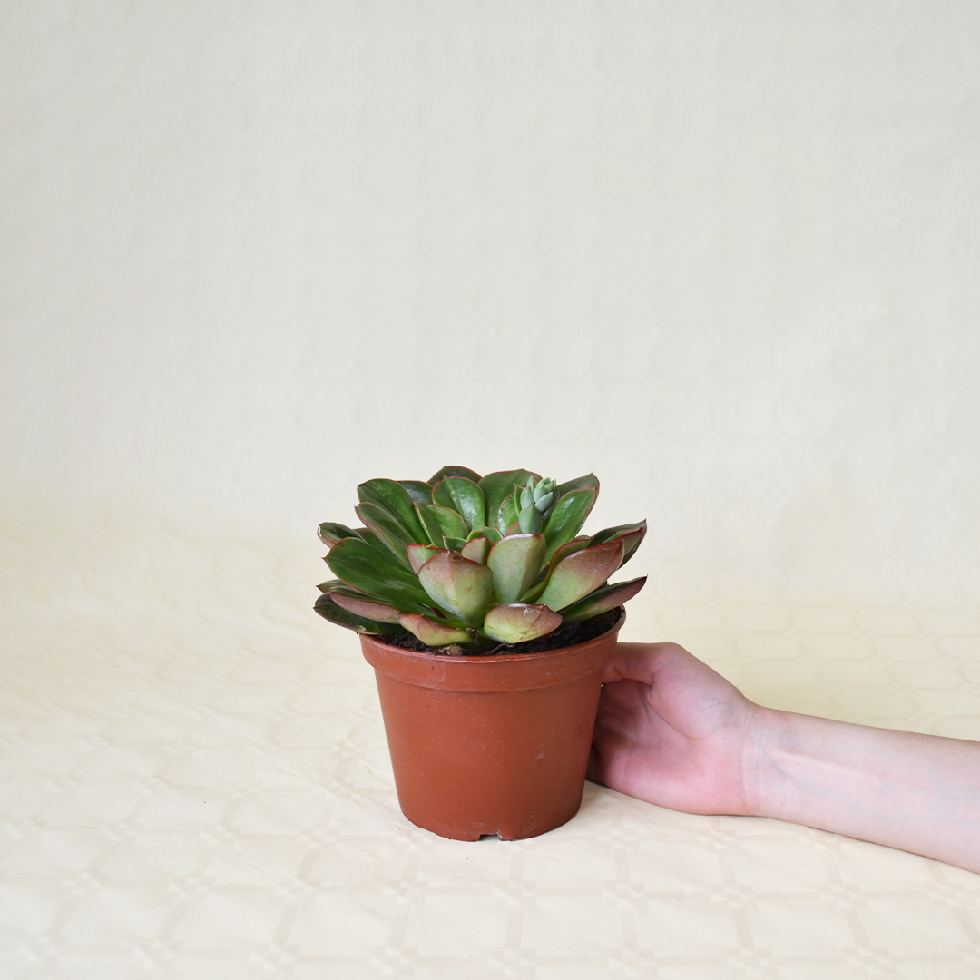 Echeveria Salsa Verde Ø 13 cm