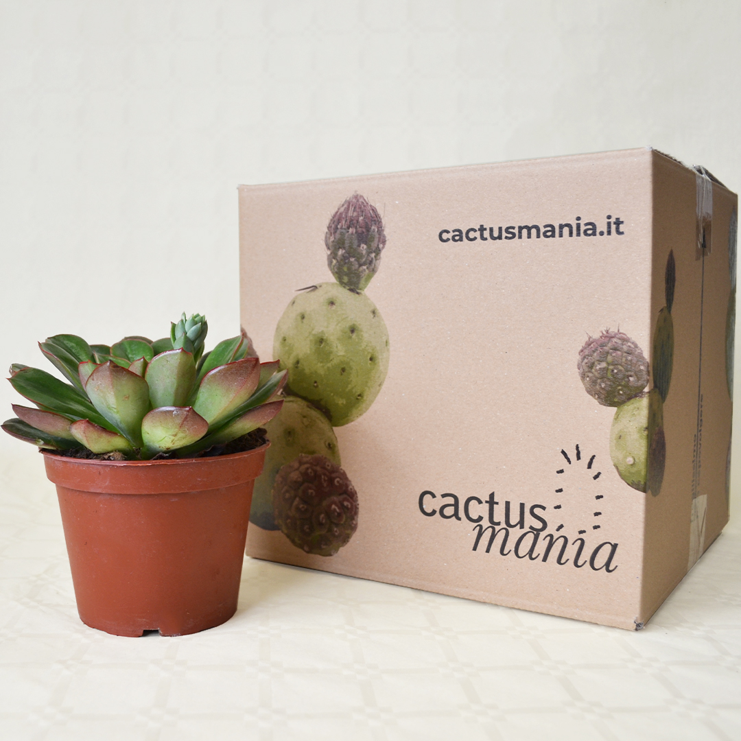 Echeveria Salsa Verde Ø 13 cm