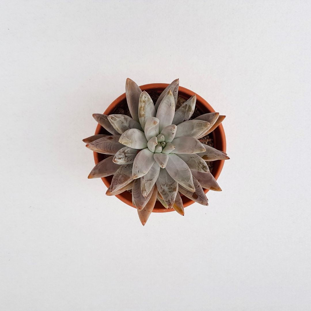 Echeveria tolimanensis vaso Ø 17 - immagine 2