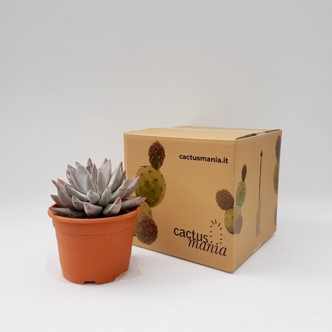 Echeveria tolimanensis vaso Ø 17 - immagine 3