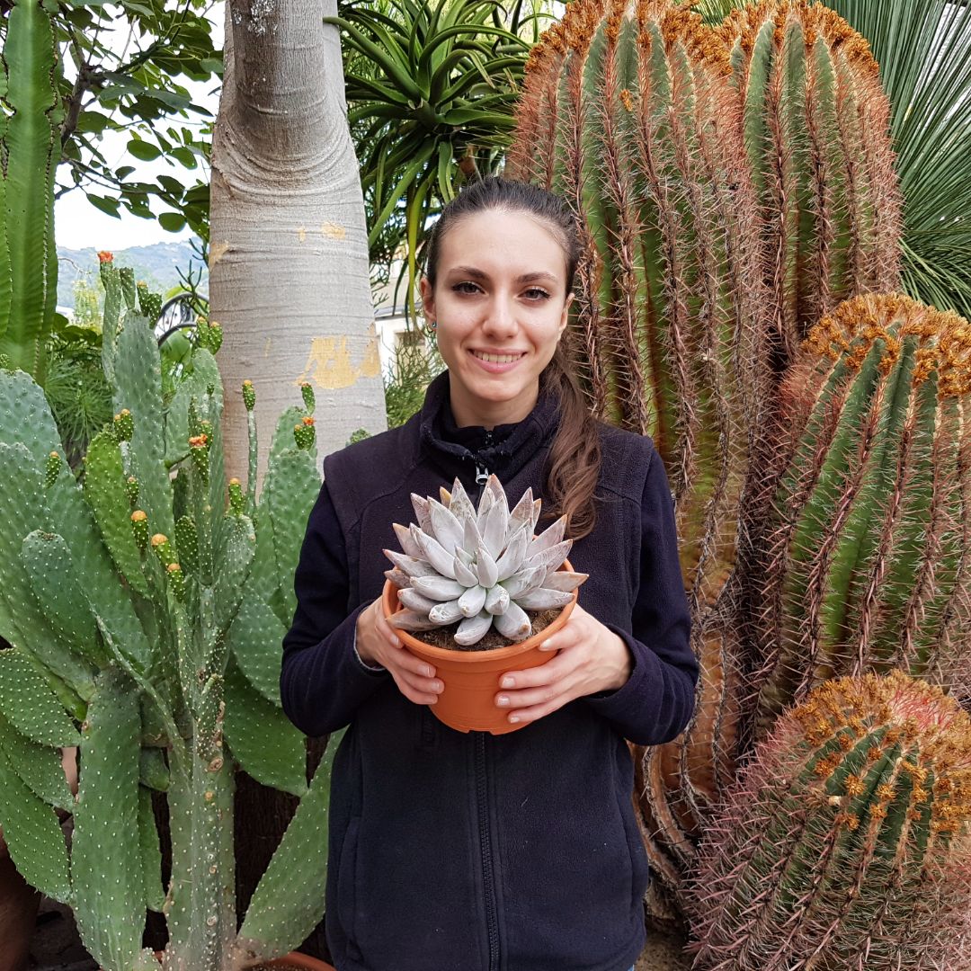 Echeveria tolimanensis vaso Ø 17