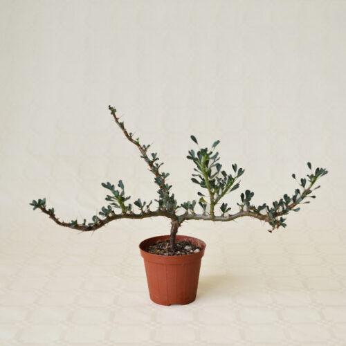 Sarcocaulon vanderietiae vaso Ø 8