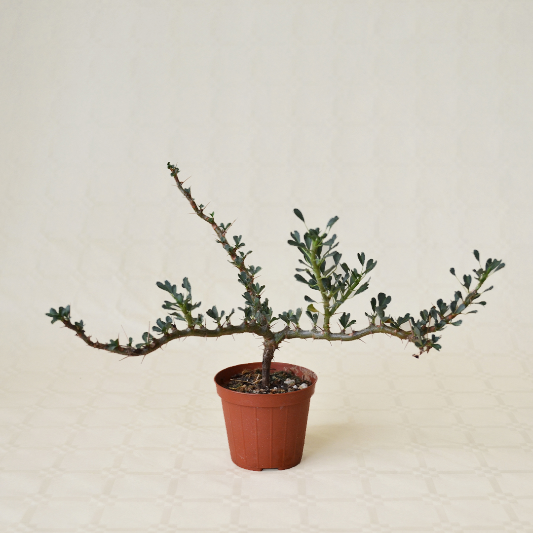 Sarcocaulon vanderietiae vaso Ø 8