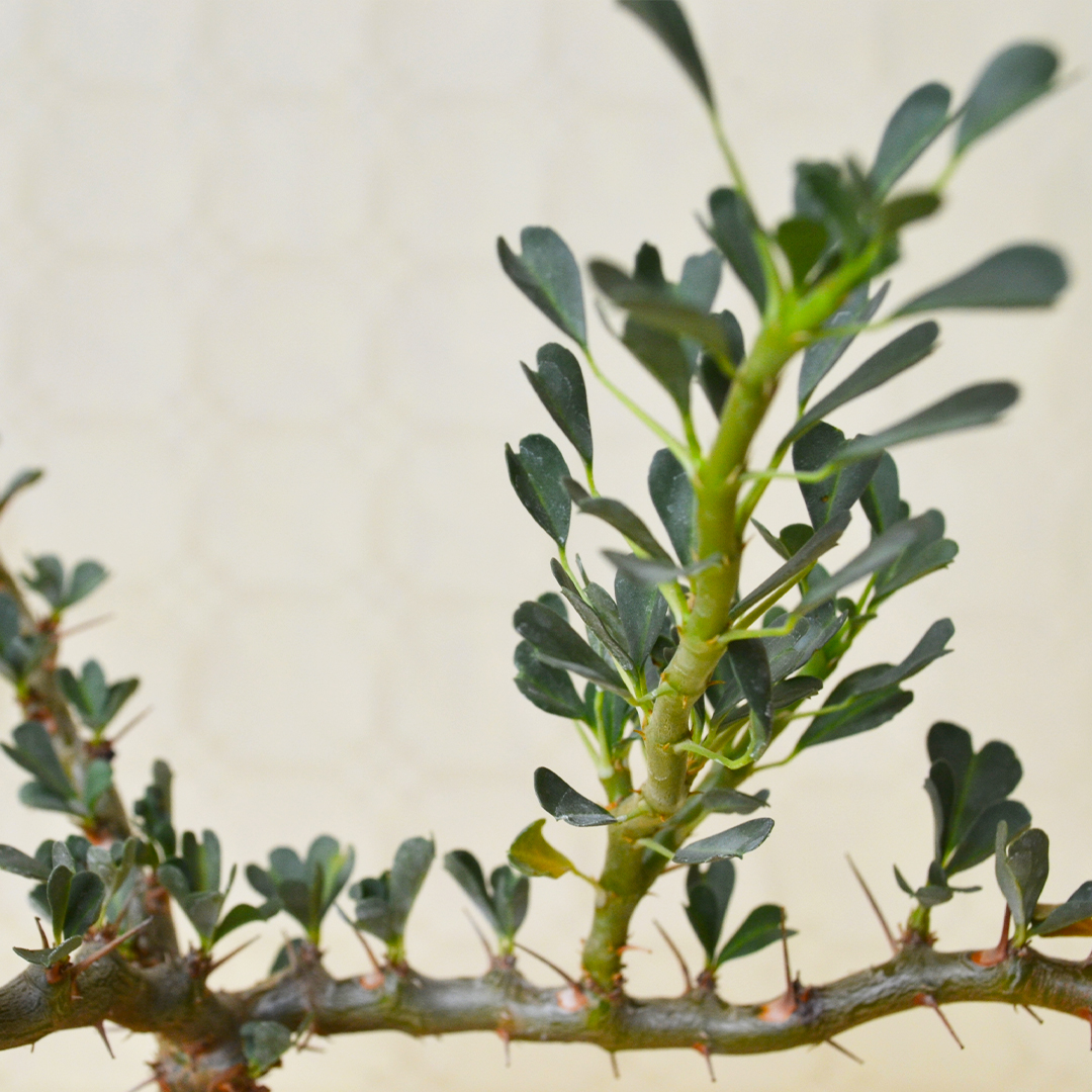 Sarcocaulon vanderietiae vaso Ø 8