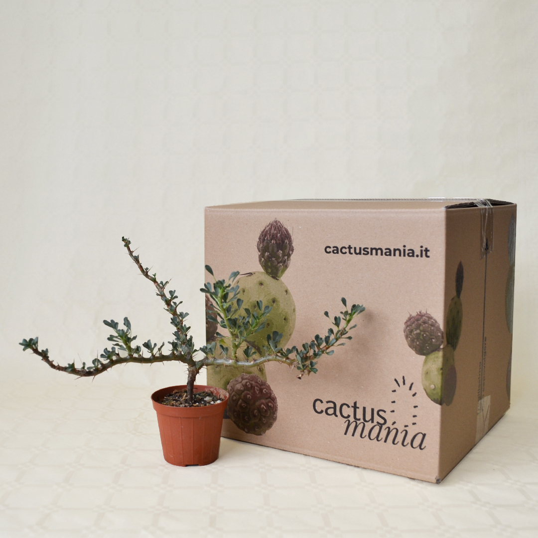 Sarcocaulon vanderietiae vaso Ø 8