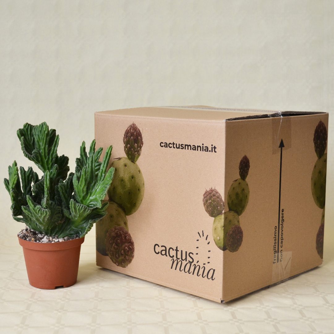 Stapelia leendertziae crestata vaso Ø 10,5