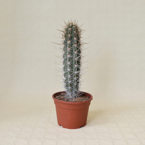 Trichocereus chiloensis vaso16