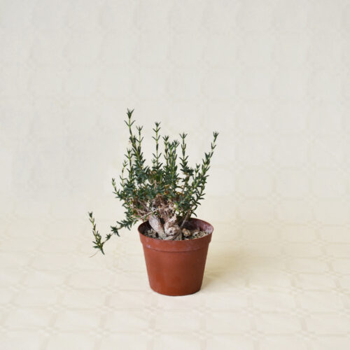 Trichodiadema bulbosum vaso Ø 7,5 | Cactus Mania