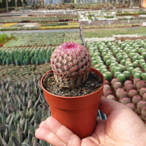 Echinocereus rigidissimus Rubrispinus vaso Ø 8,5