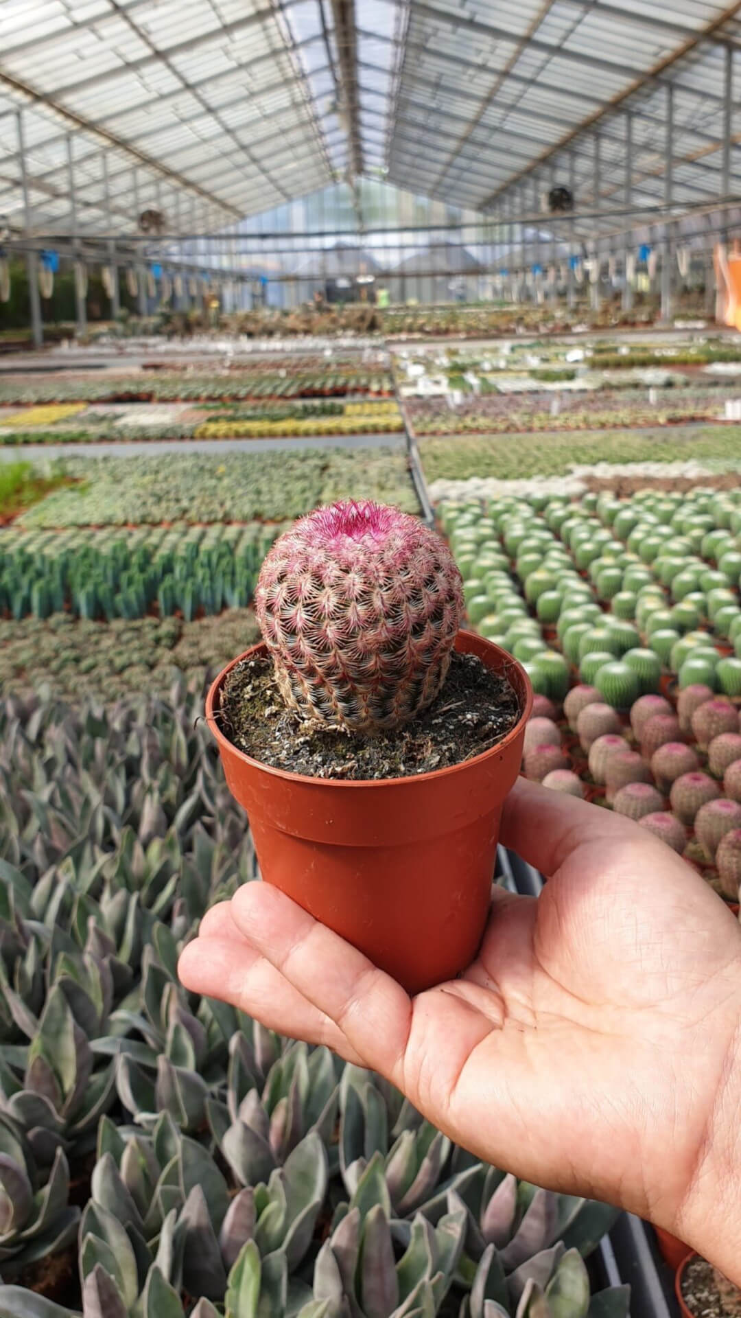 Echinocereus rigidissimus Rubrispinus vaso Ø 8,5