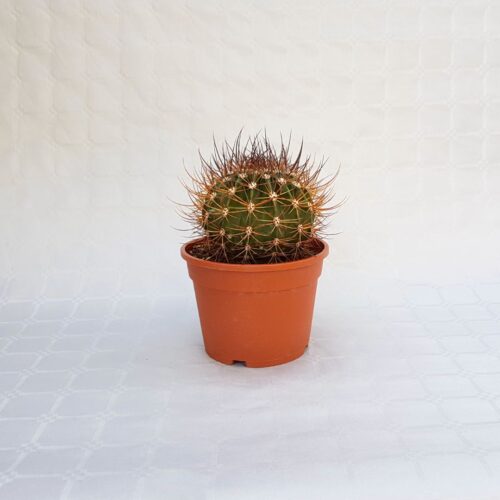 Echinopsis ferox vaso 16