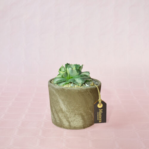 Agave isthmensis 'Ohi Raijin Shiro Nakafu' - Linea Manera