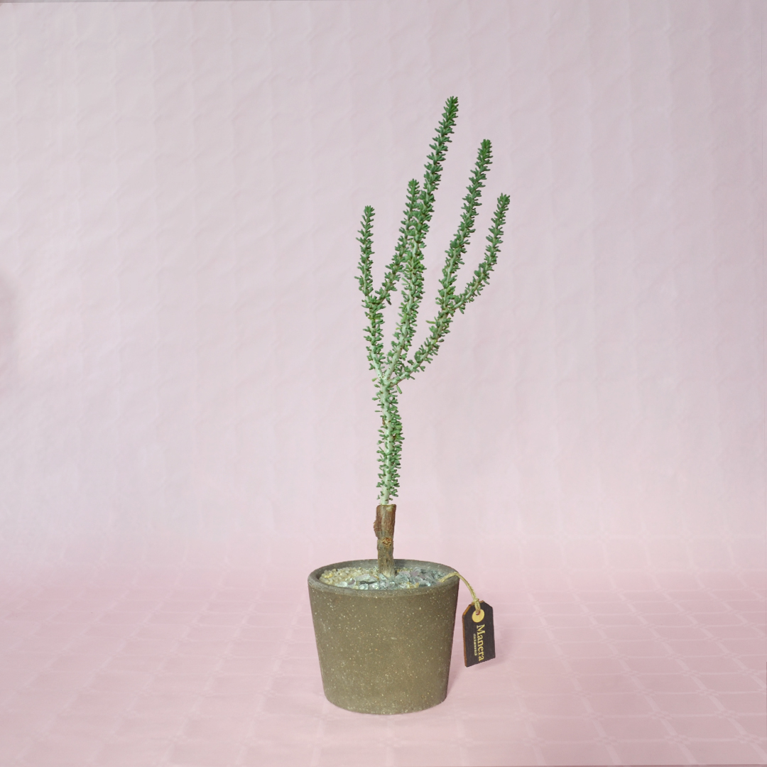Ceraria namaquensis