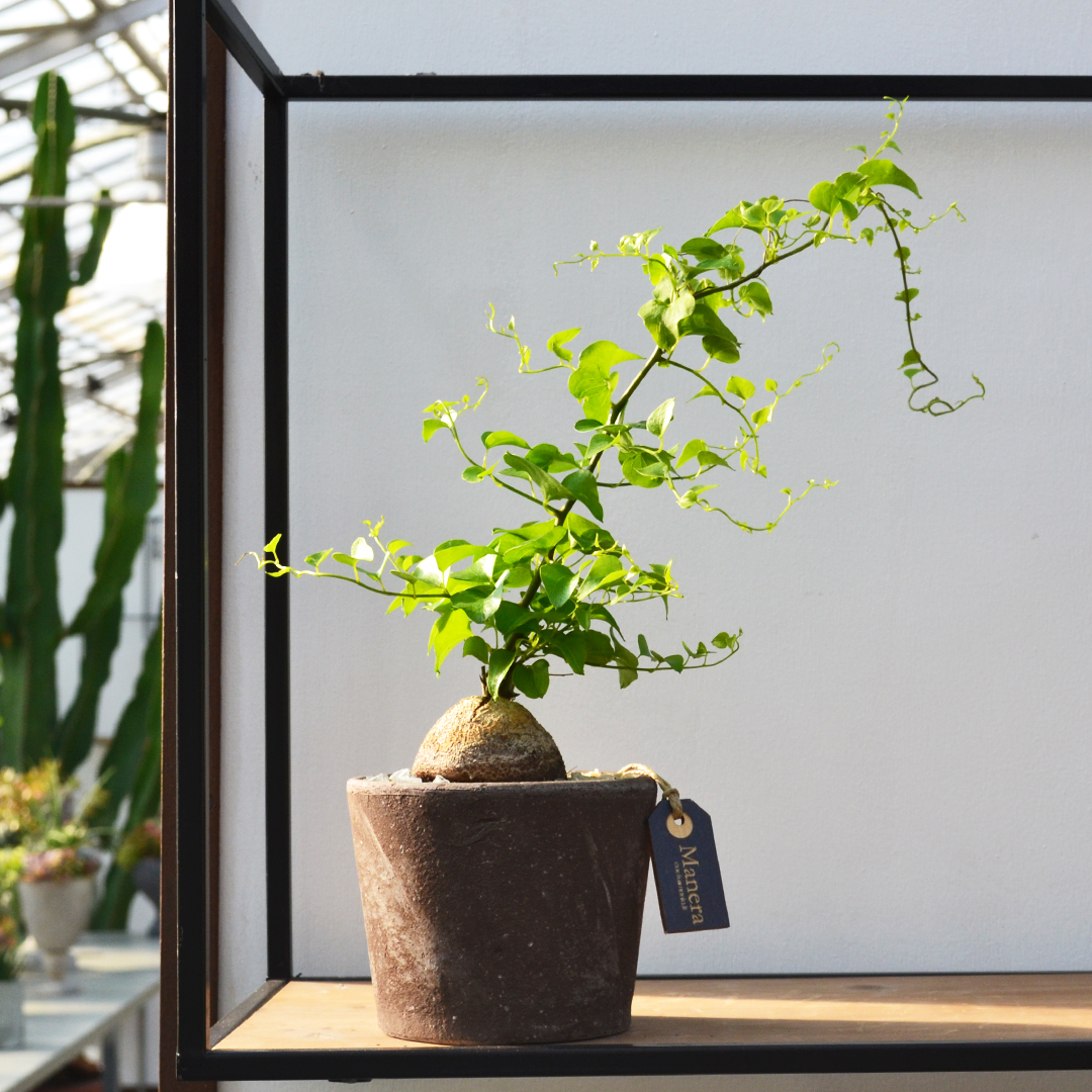 Dioscorea elephantipes vaso Ø 12 - Linea Manera