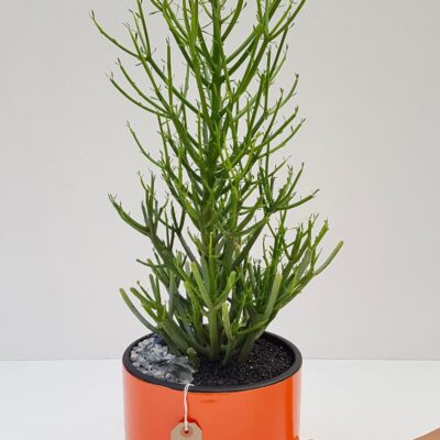 Euphorbia tirucalli