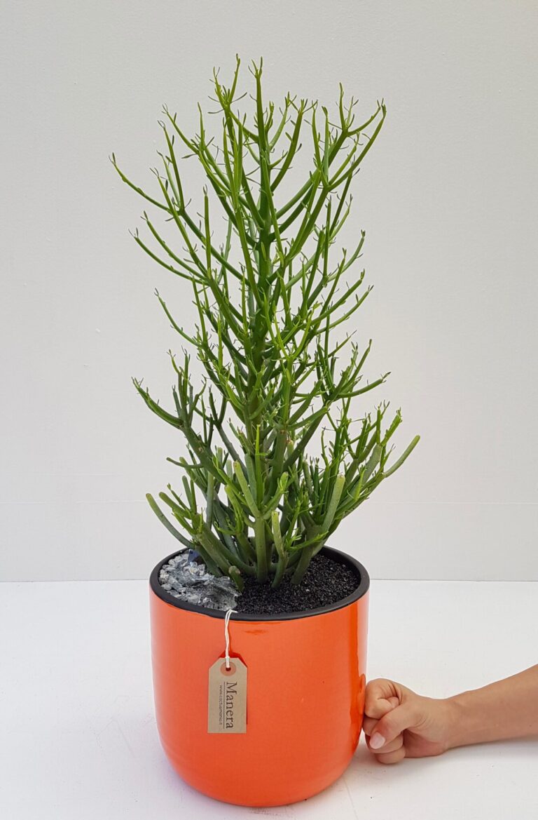 Euphorbia tirucalli