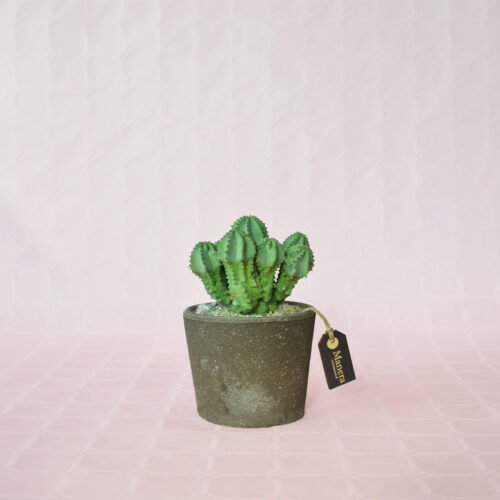 Euphorbia fruticosa inermis vaso Ø 12 - Linea Manera