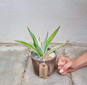 Agave guiengola marginata in vaso di terracotta
