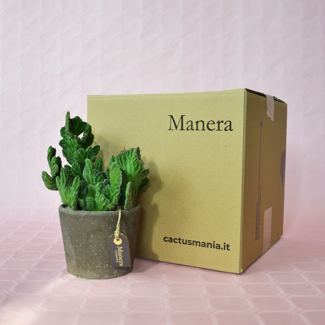 Stapelia leendertziae crestata - Linea Manera