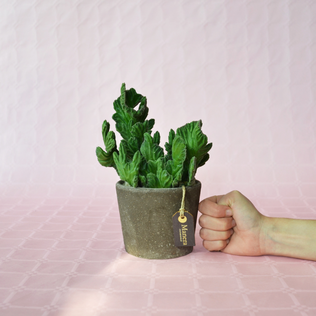 Stapelia leendertziae crestata - Linea Manera