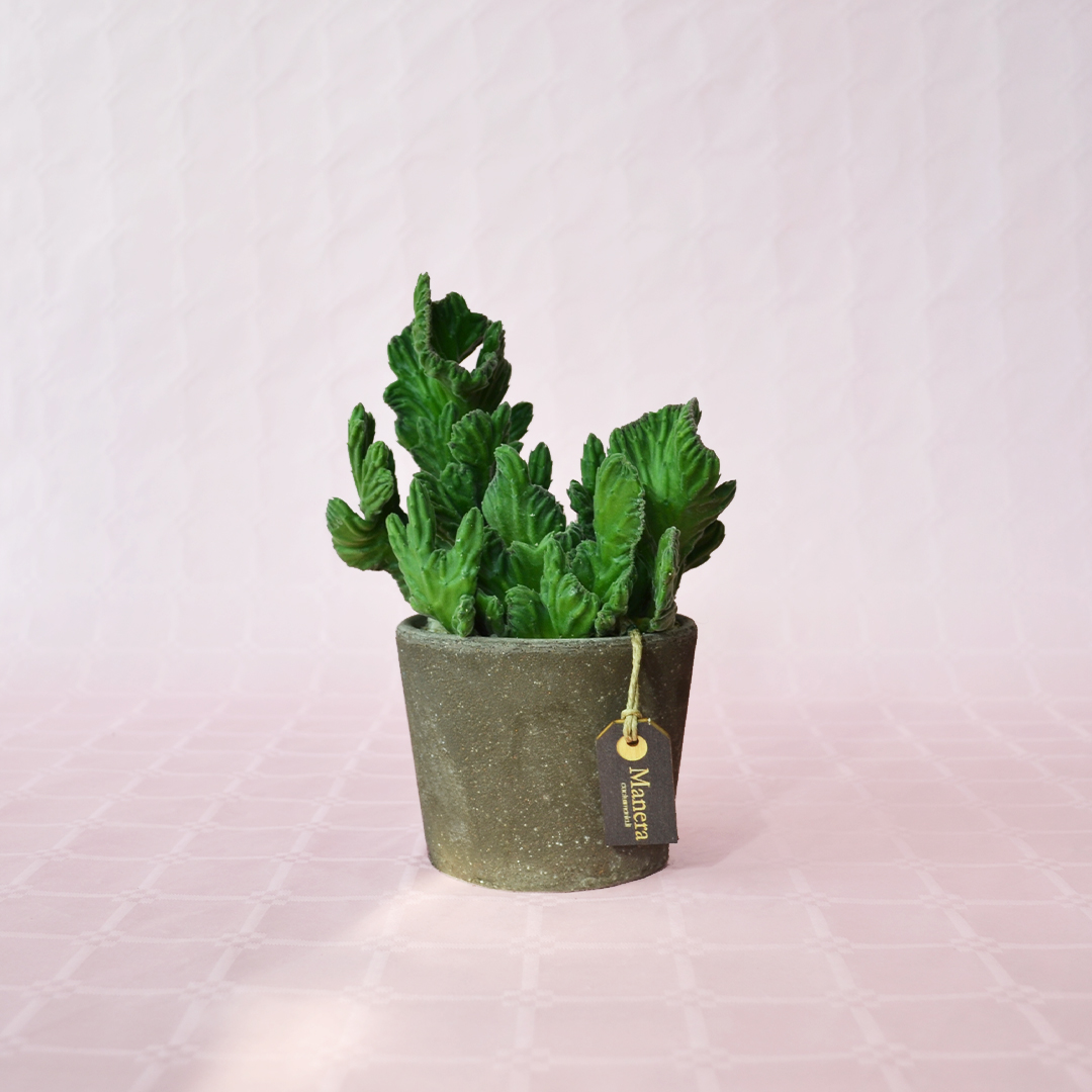 Stapelia leendertziae crestata - Linea Manera