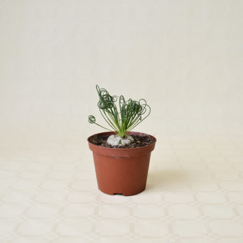 Albuca spiralis vaso Ø 10,5