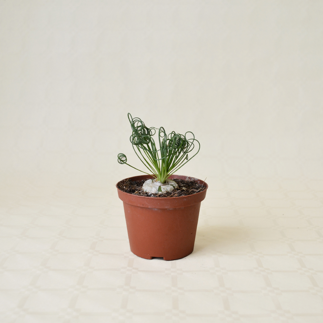 Albuca spiralis vaso Ø 10,5